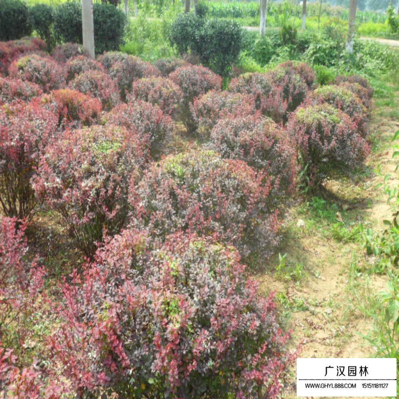 紫葉小檗球產地