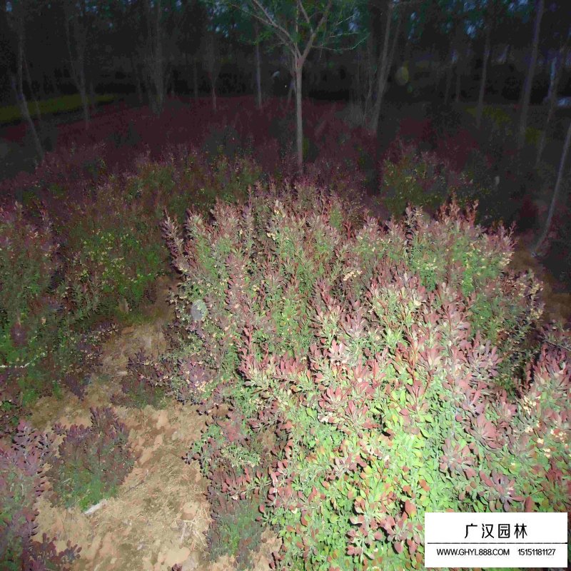 紫葉小檗球產地