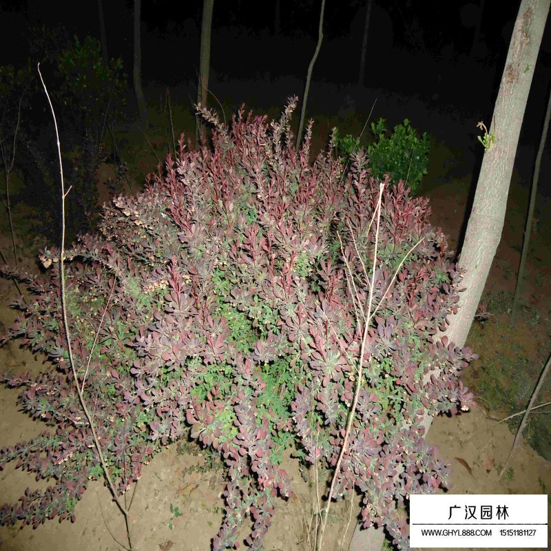 紫葉小檗球產地