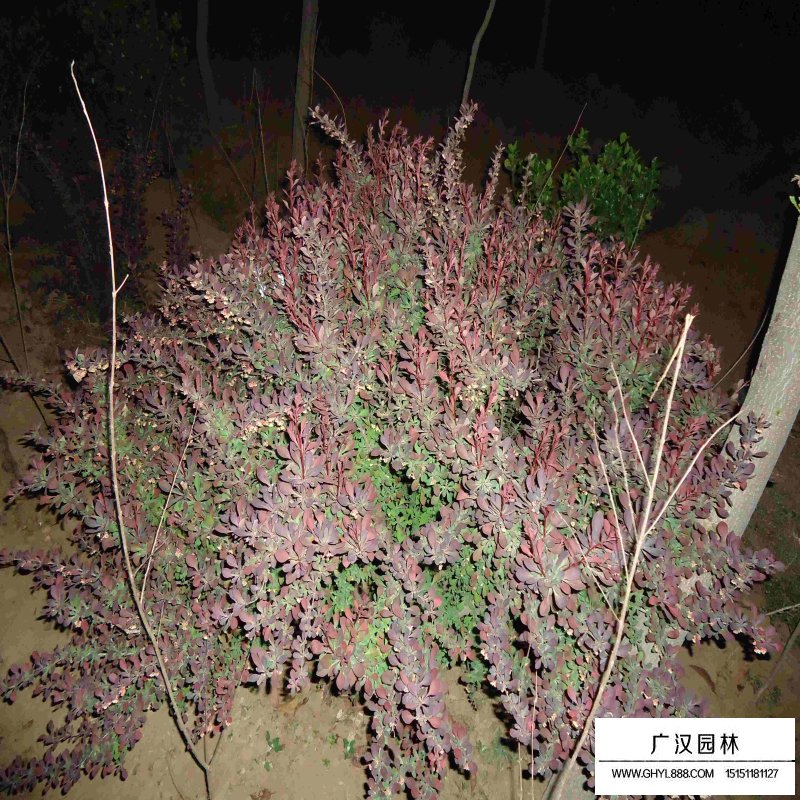 紫葉小檗球產地