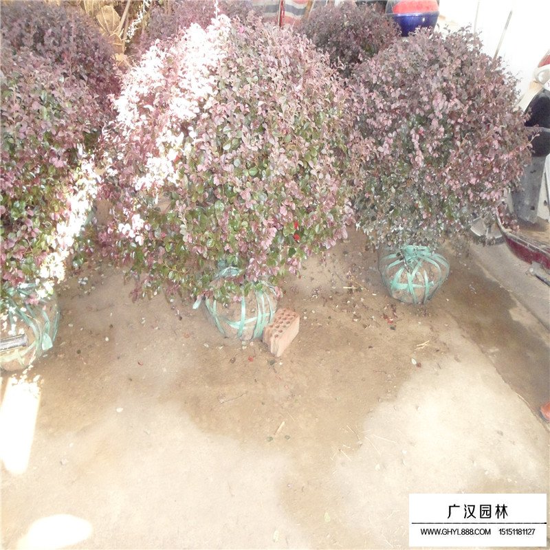 紫葉小檗球產地