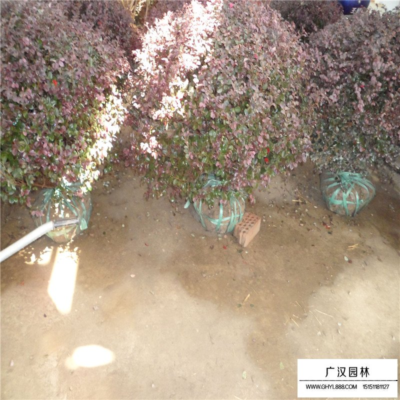 紫葉小檗球產地