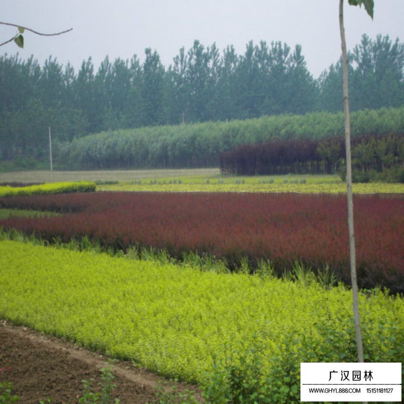 紫葉小檗