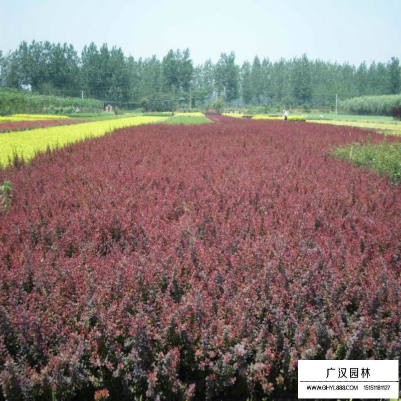 紫葉小檗