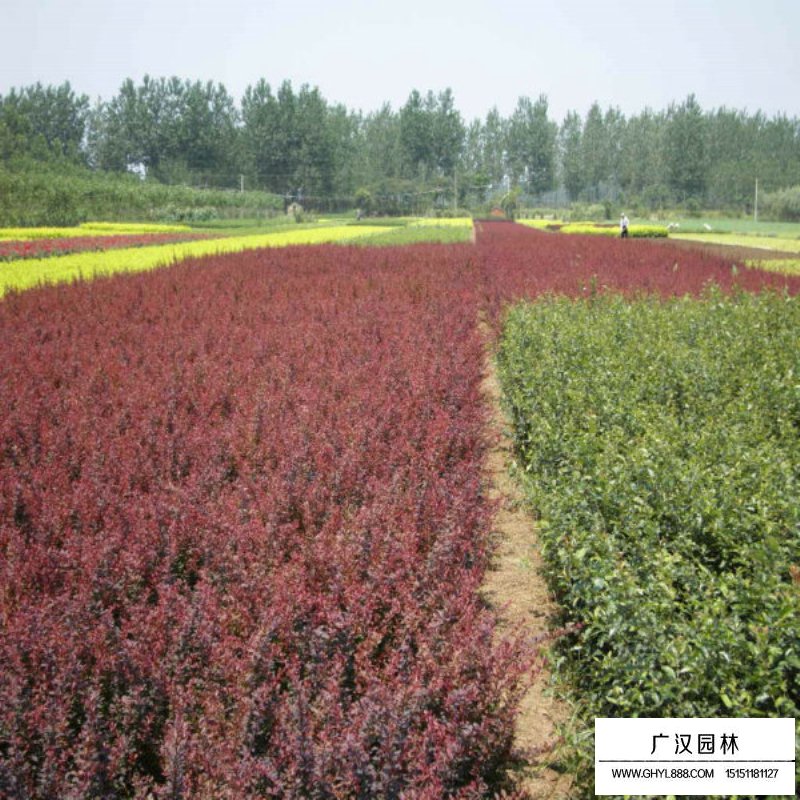 紫葉小檗產地