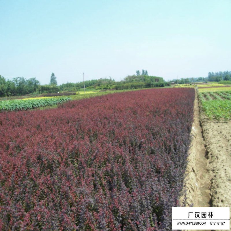 紫葉小檗