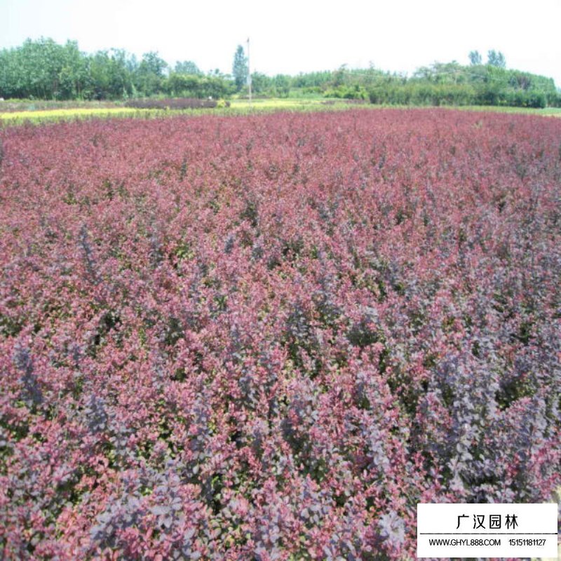 紫葉小檗盆景