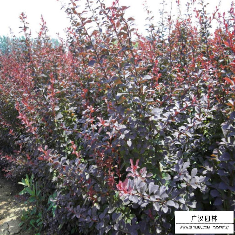紫葉小檗