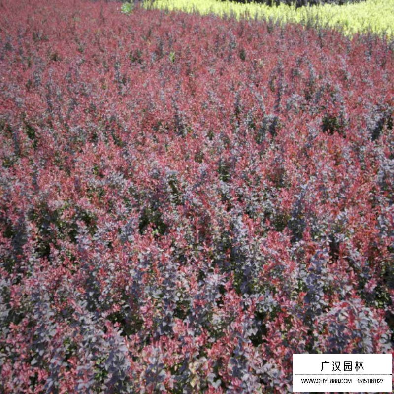 紫葉小檗產地