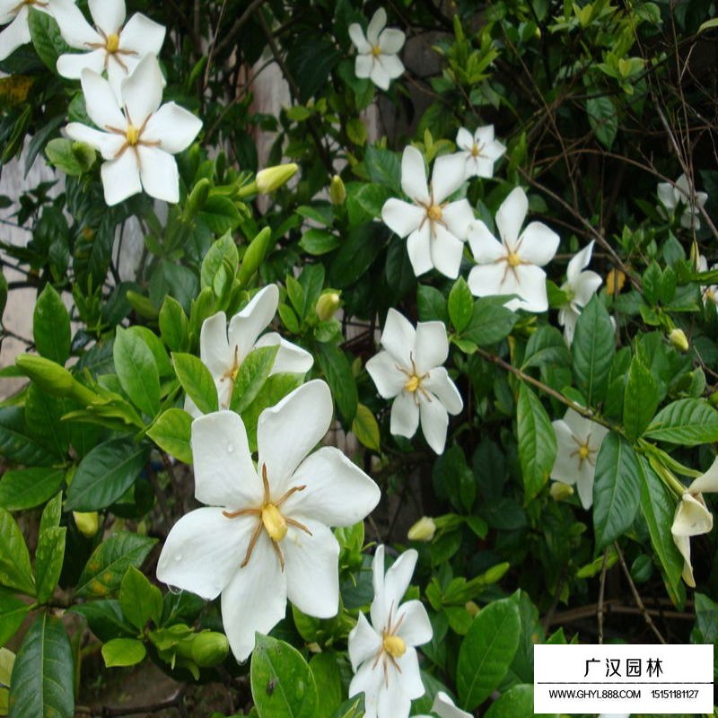 梔子花