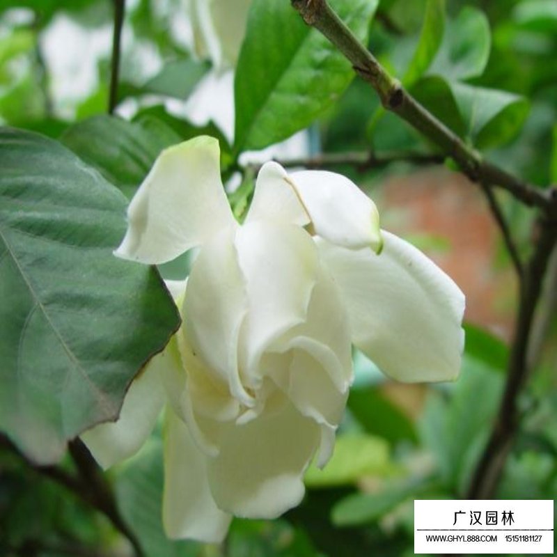 梔子花