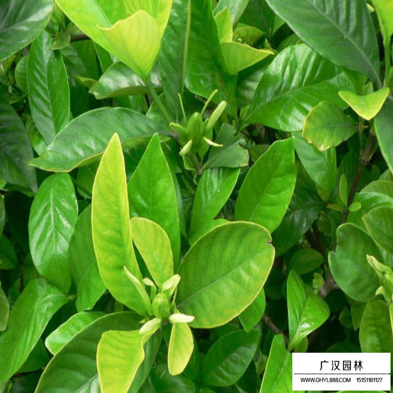梔子花價格
