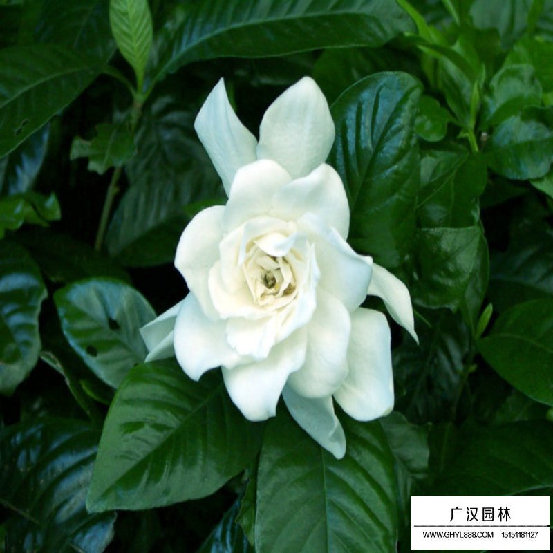 梔子花價格