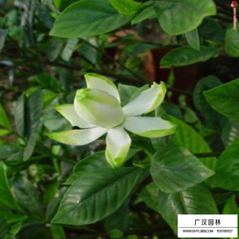 梔子花價格