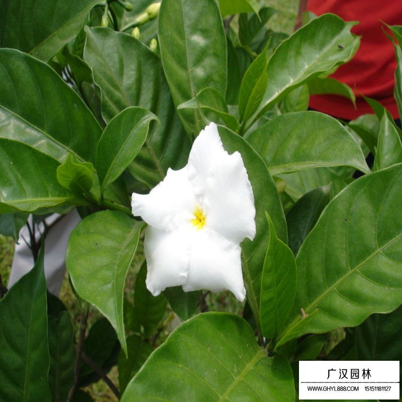 梔子花價格