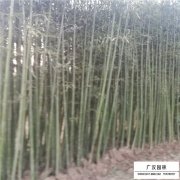 早園竹