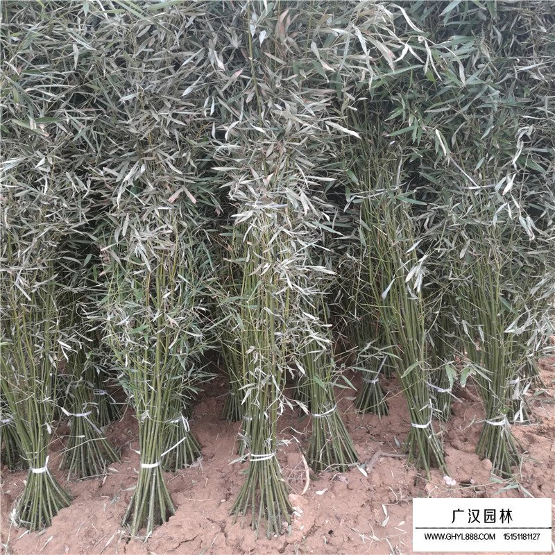 早園竹