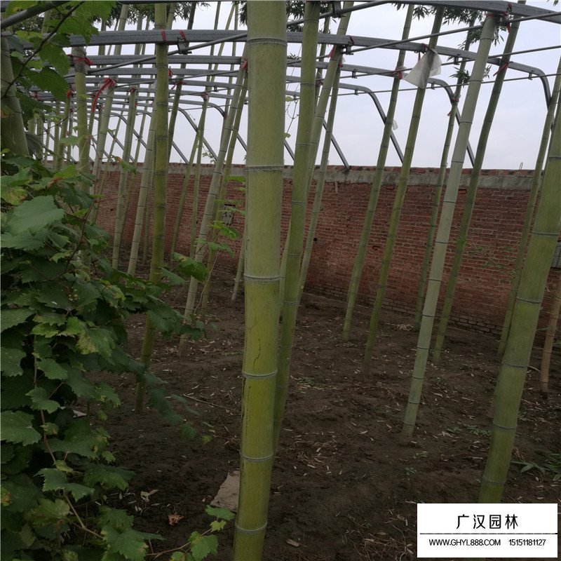 早園竹價格