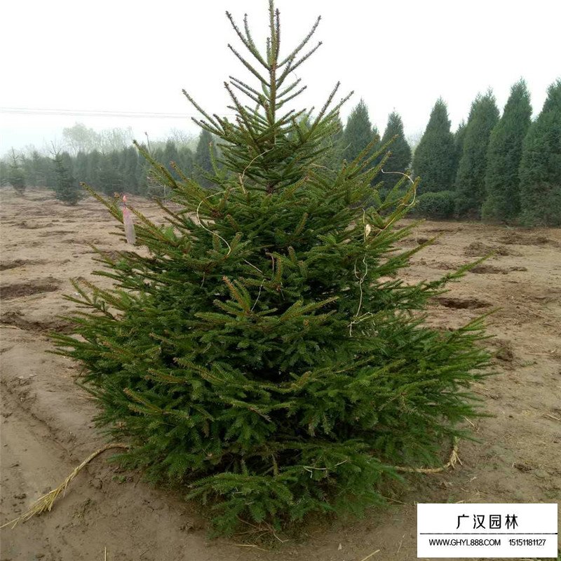 沭陽云杉苗基地