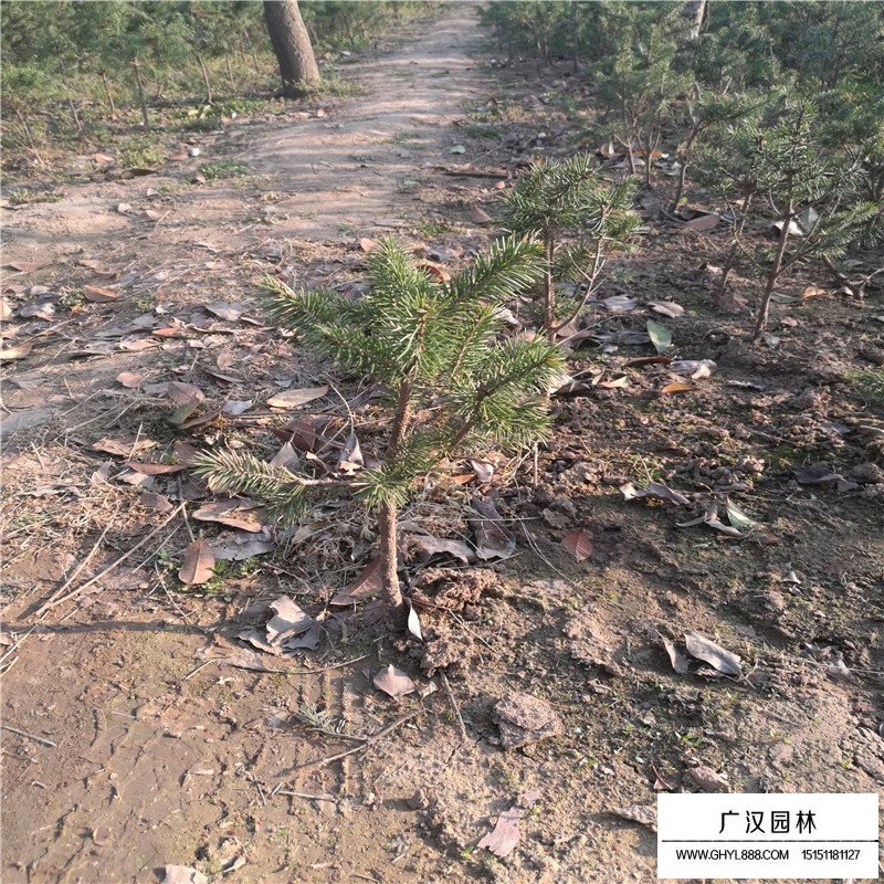 沭陽云杉苗基地