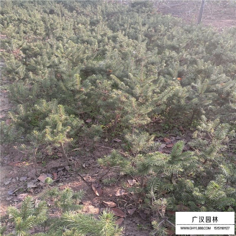 沭陽云杉苗基地