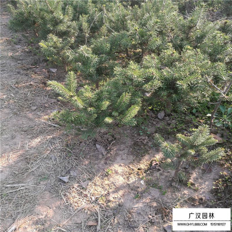 沭陽云杉苗基地