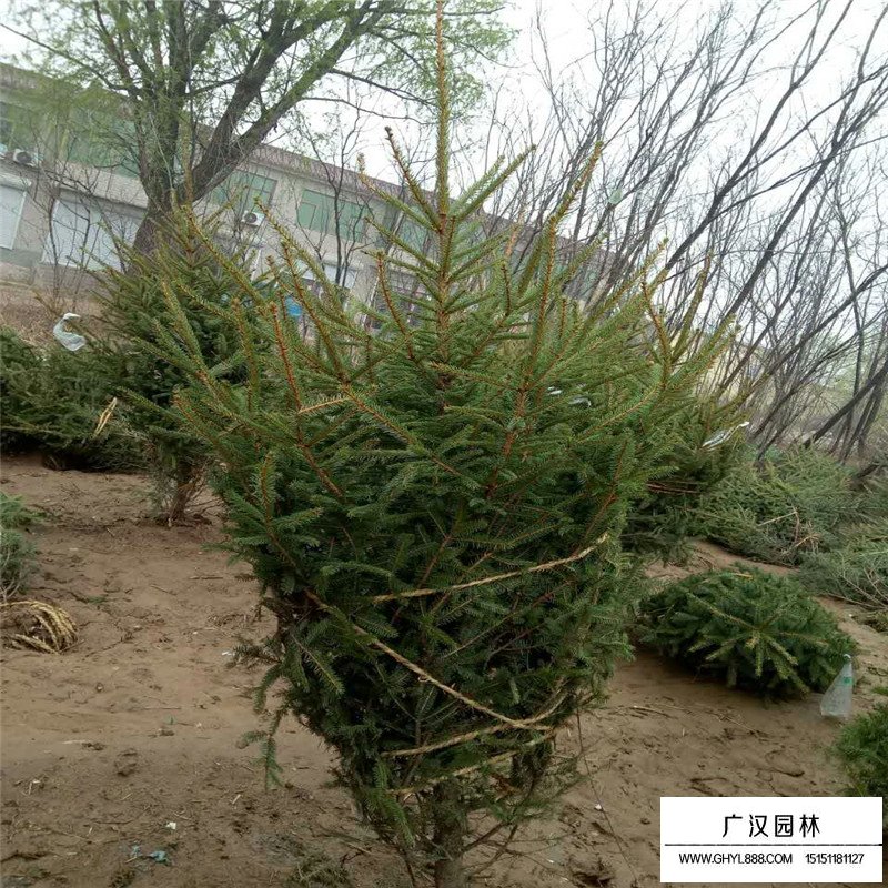 沭陽云杉苗基地