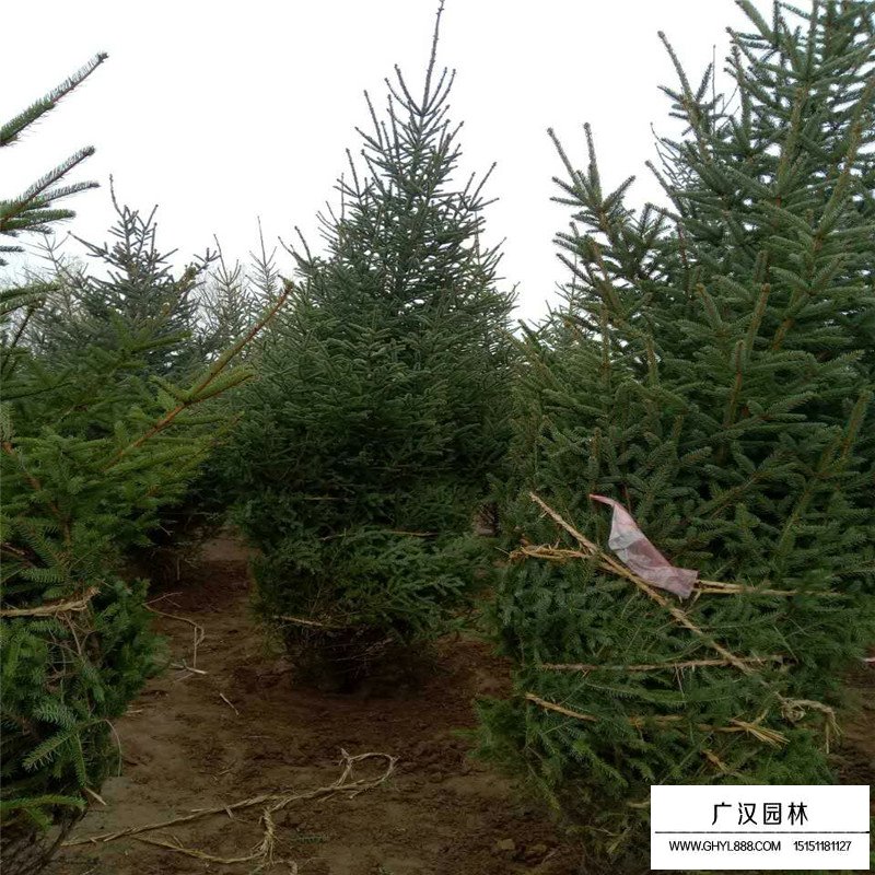 沭陽云杉苗基地