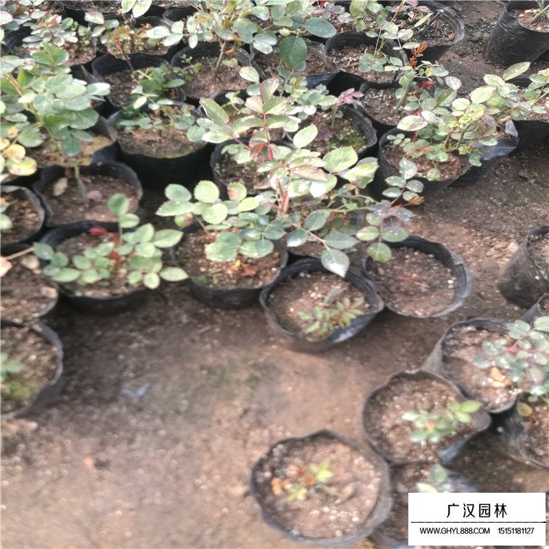 月季花基地價格