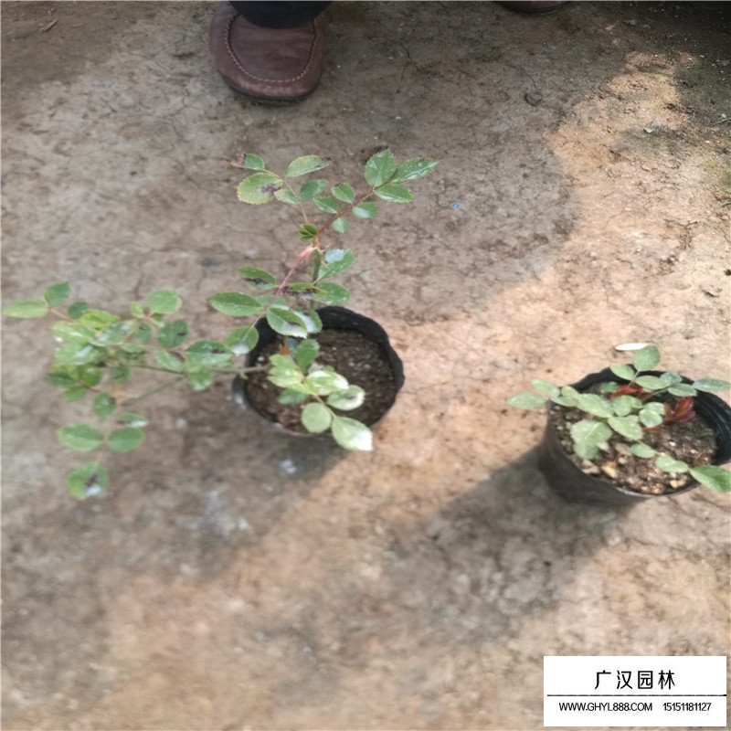 月季花基地價格