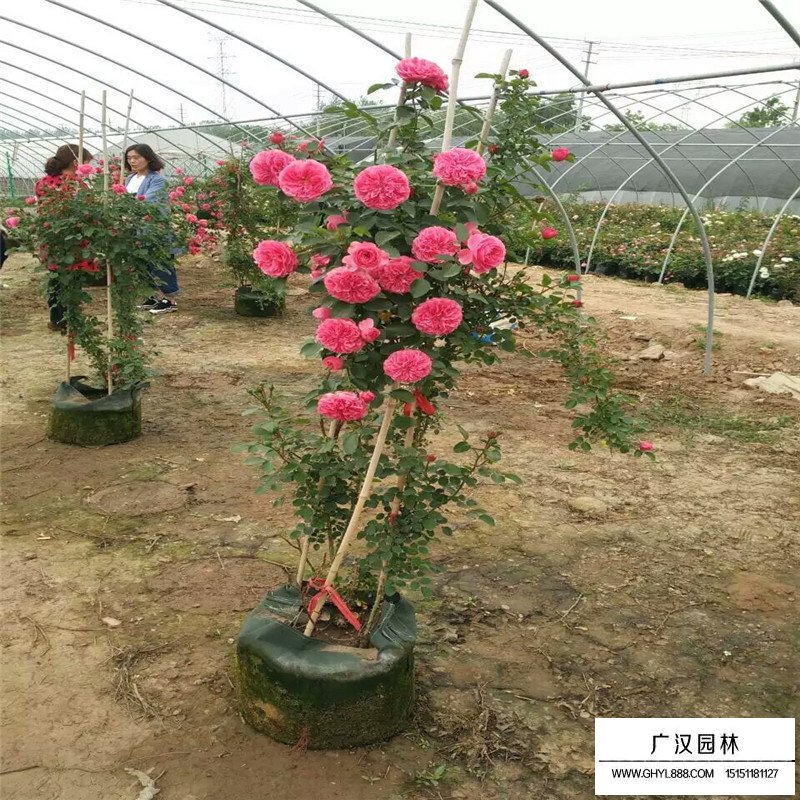 月季花基地價格