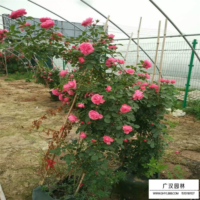 月季花基地價格