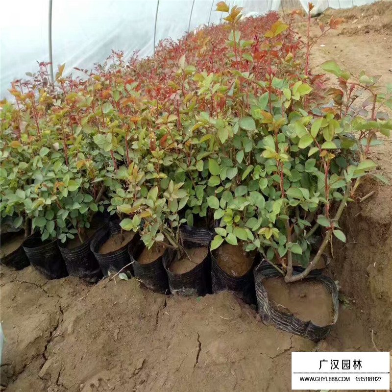 月季花基地價格