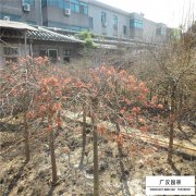 羽毛楓