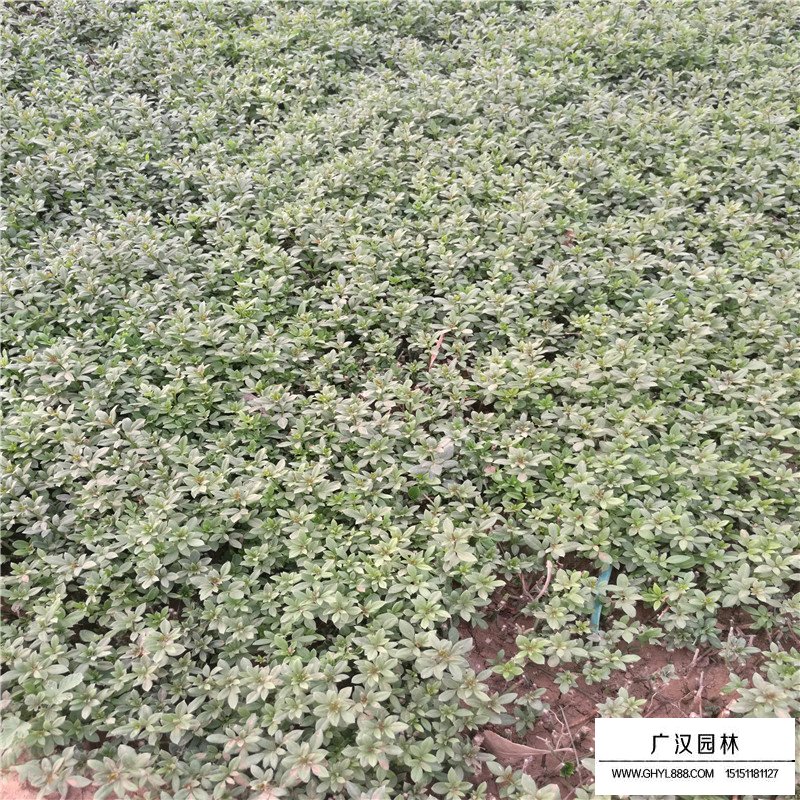 迎春苗怎么樣