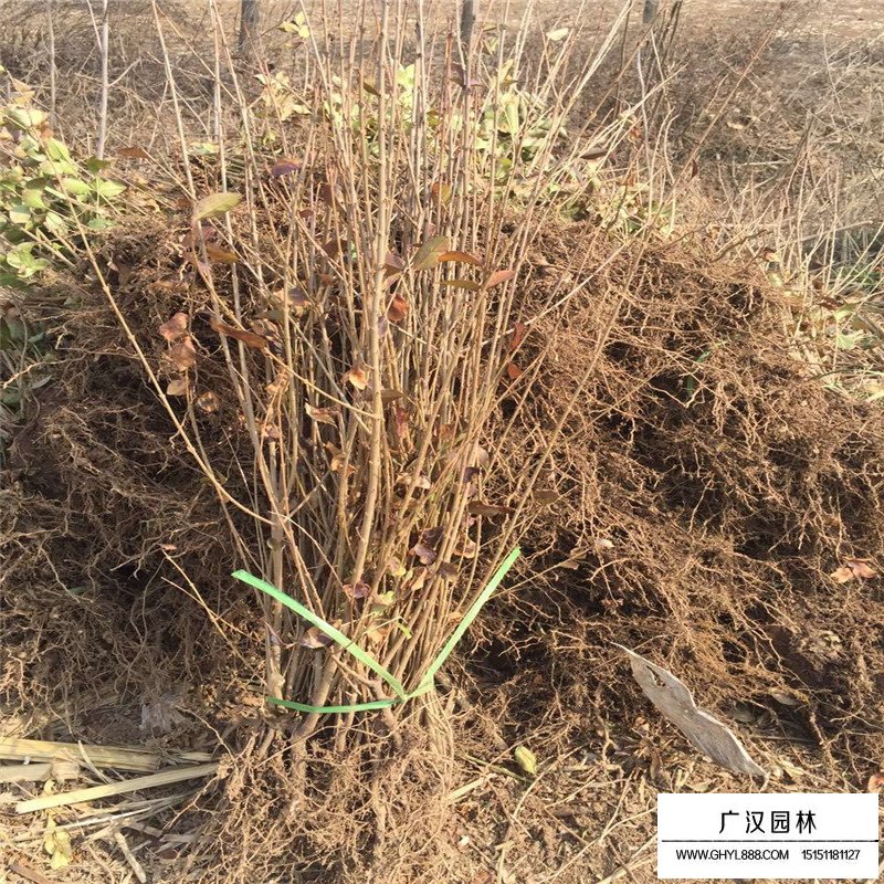 金葉女貞基地