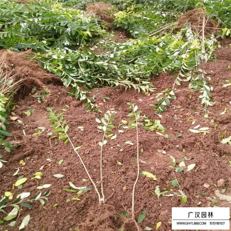 金葉女貞基地