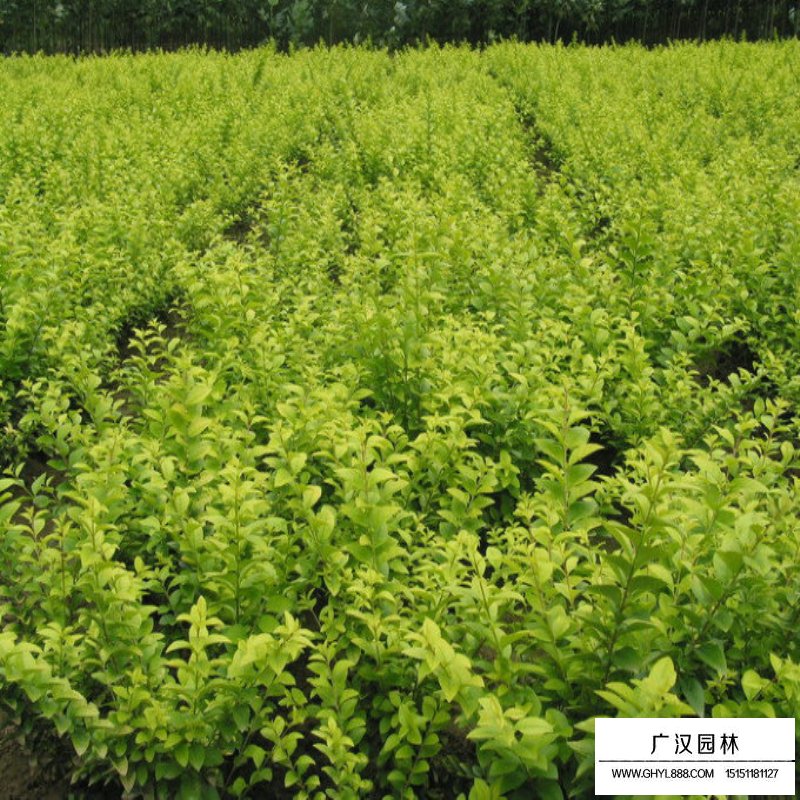 金葉女貞基地