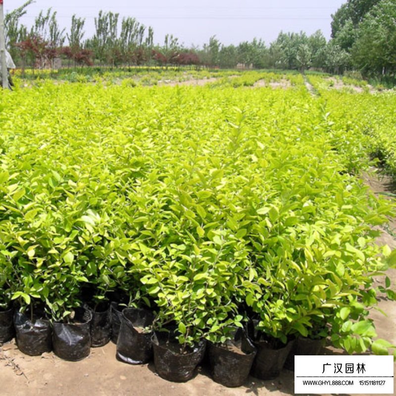 金葉女貞基地