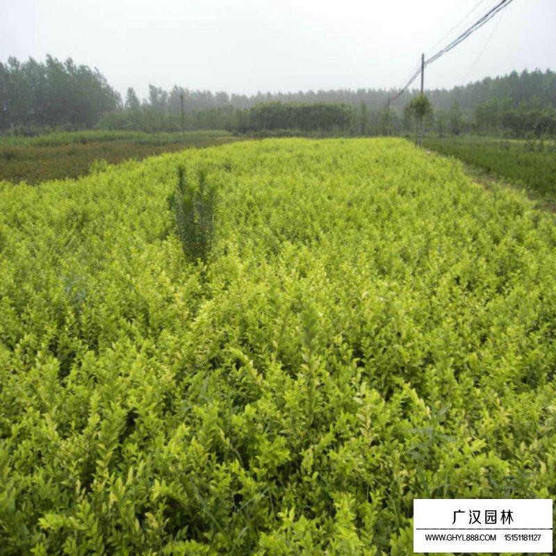 金葉女貞基地