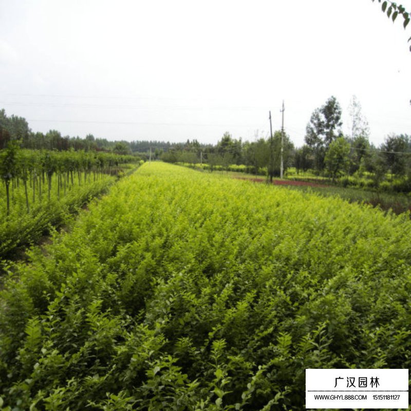 金葉女貞基地