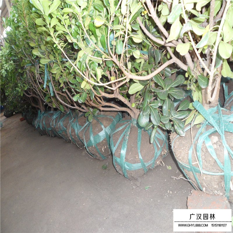 冠幅一米的海桐球價格