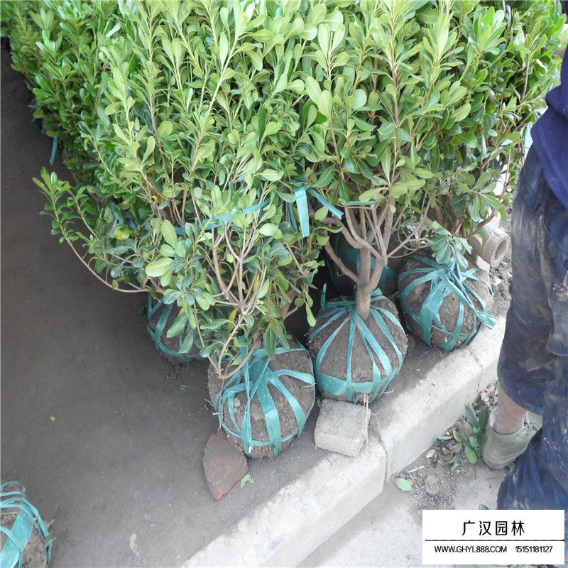 冠幅一米的海桐球價格
