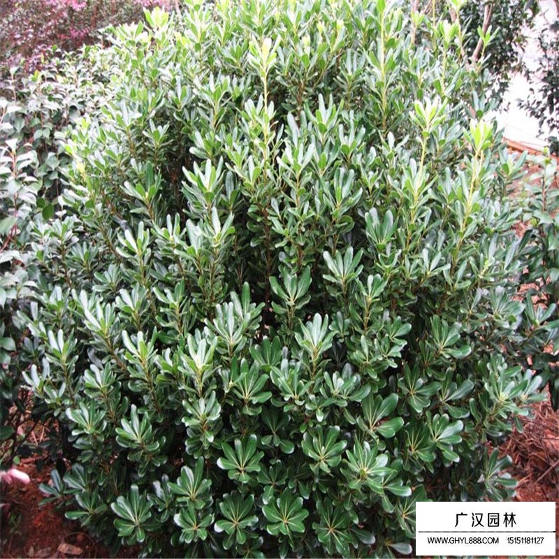 冠幅一米的海桐球價格