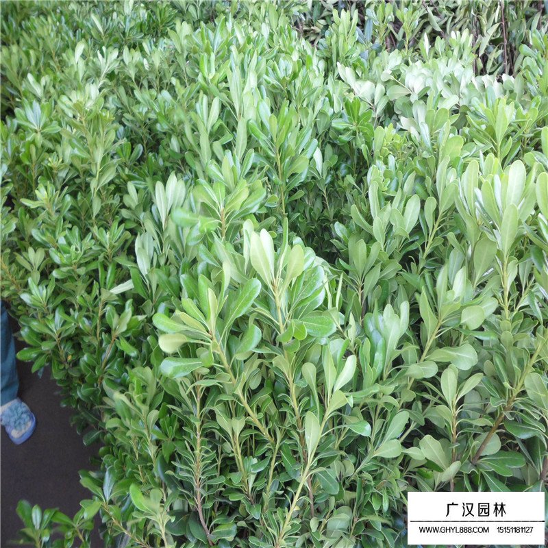 冠幅一米的海桐球價格