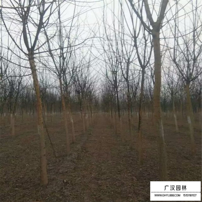 國槐樹苗價格
