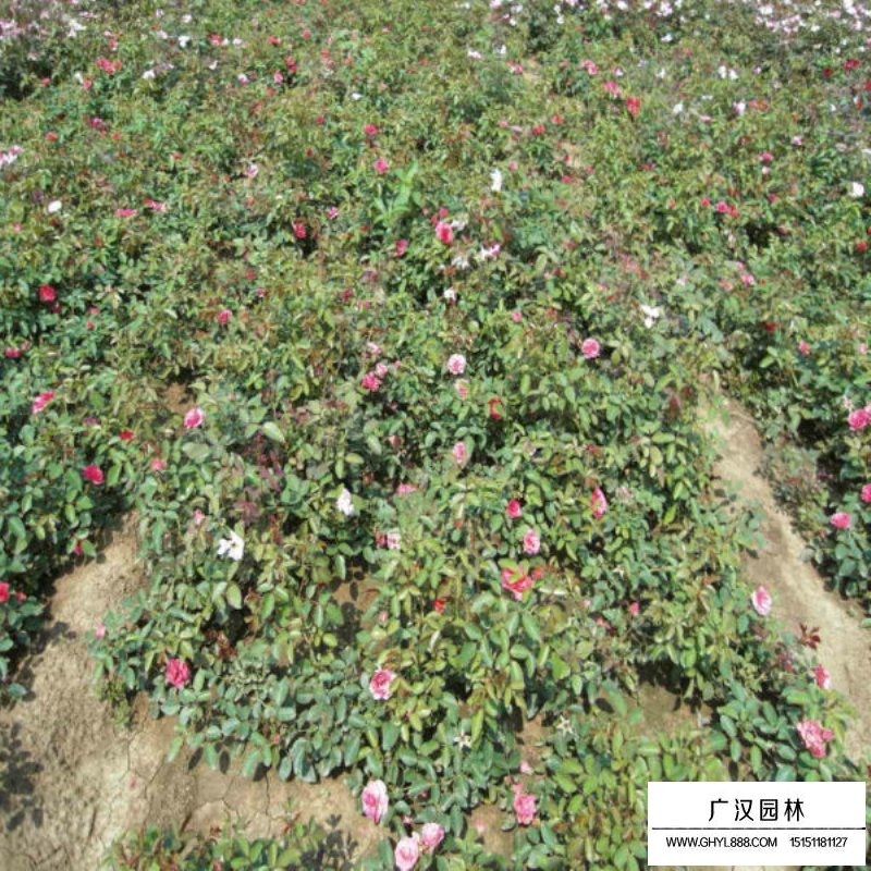 紅帽子月季價格