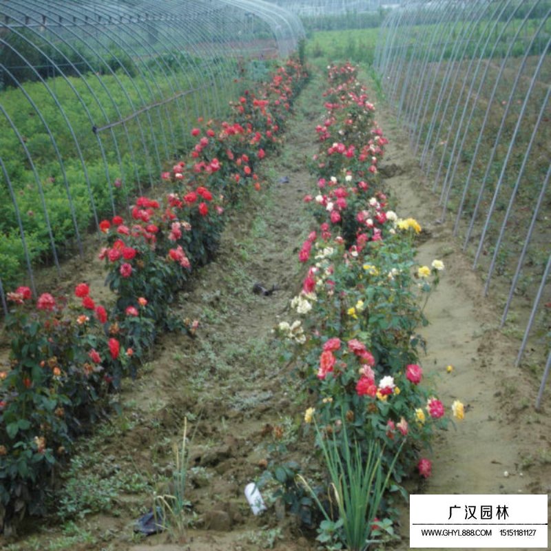紅帽子月季價格