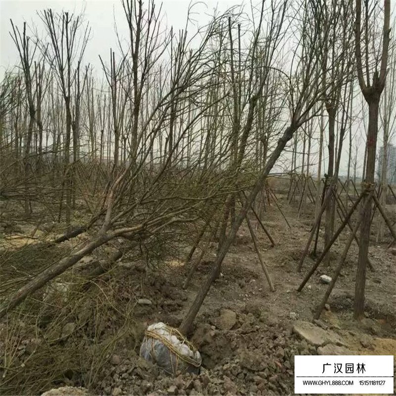 國槐樹苗價格