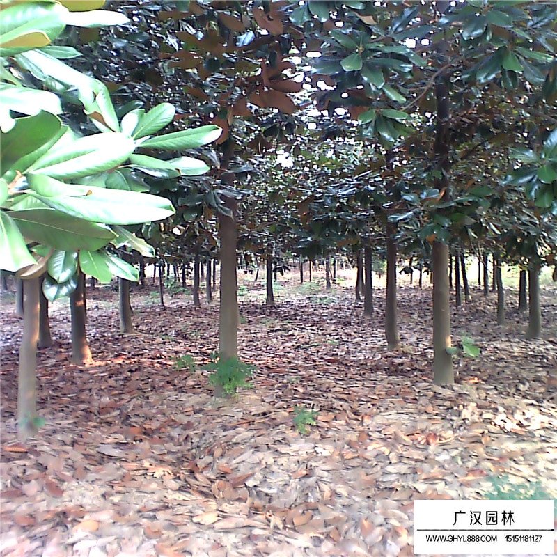 哪里的廣玉蘭樹苗最便宜(圖5)